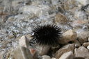 gal/cro 08/_thb_small-IMG_5118.JPG